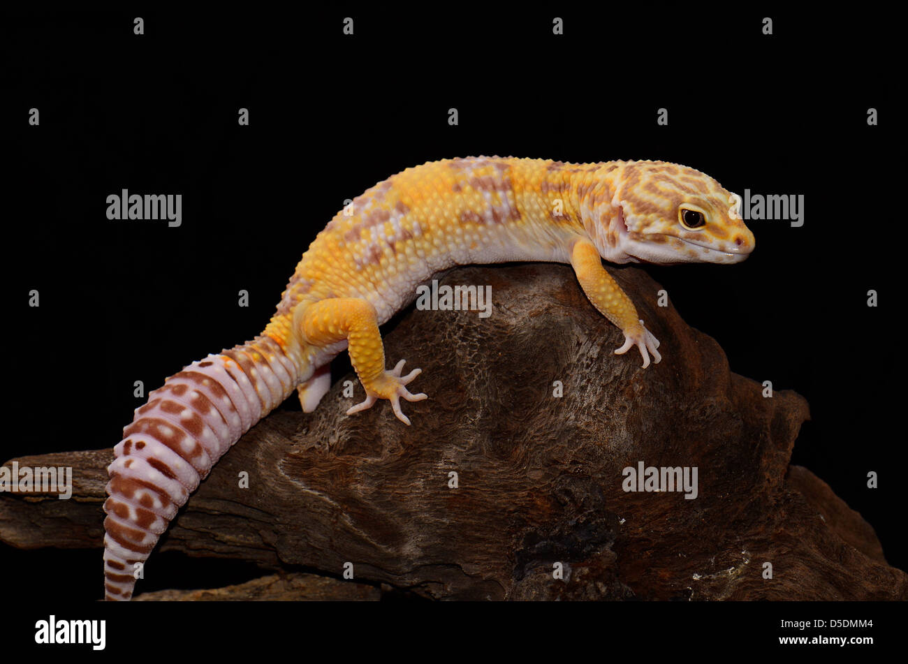 beautiful adult female Tremper albino leopard gecko (Eublepharis macularius) as pet Stock Photo