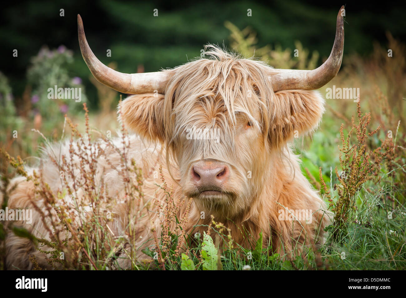 Highland Cow in Scotland Stock Photo - Alamy