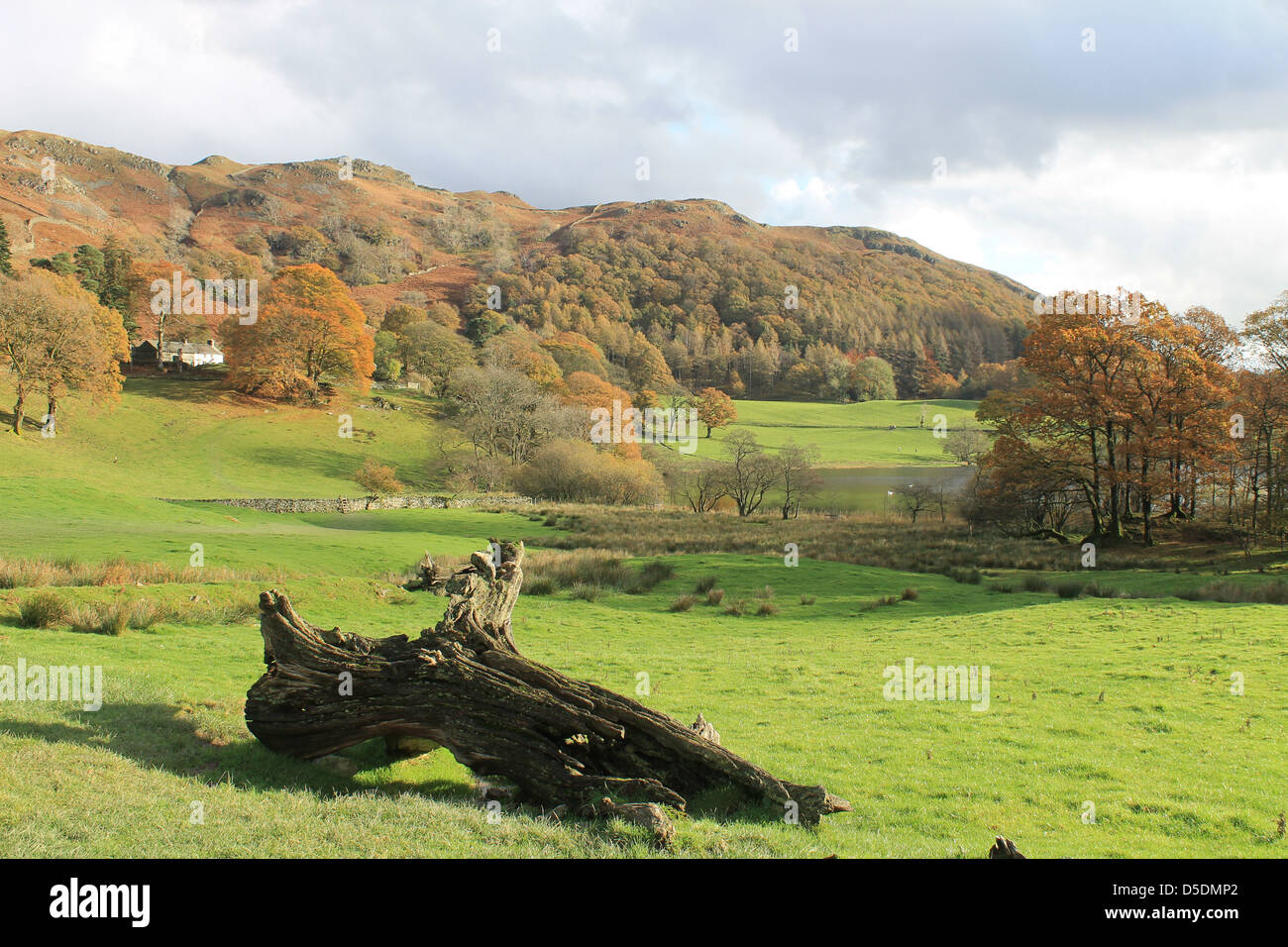 Autumn on the shore of Loughrigg Tarn, Lake District, UK Stock Photo