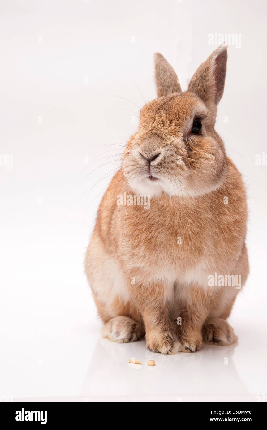 funny rabbit posing on a white background Stock Photo - Alamy