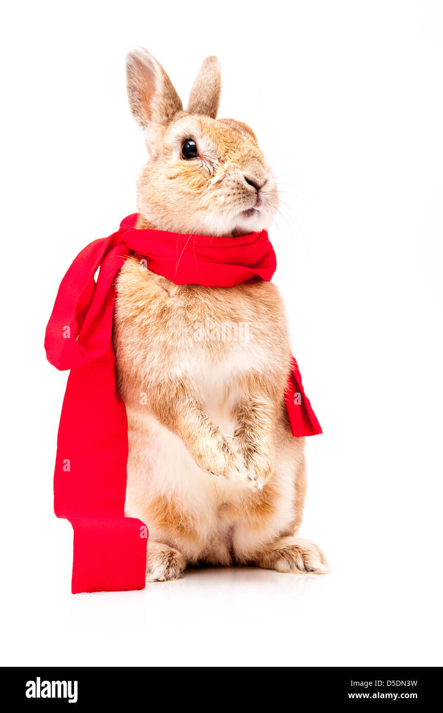 funny rabbit posing on a white background Stock Photo - Alamy