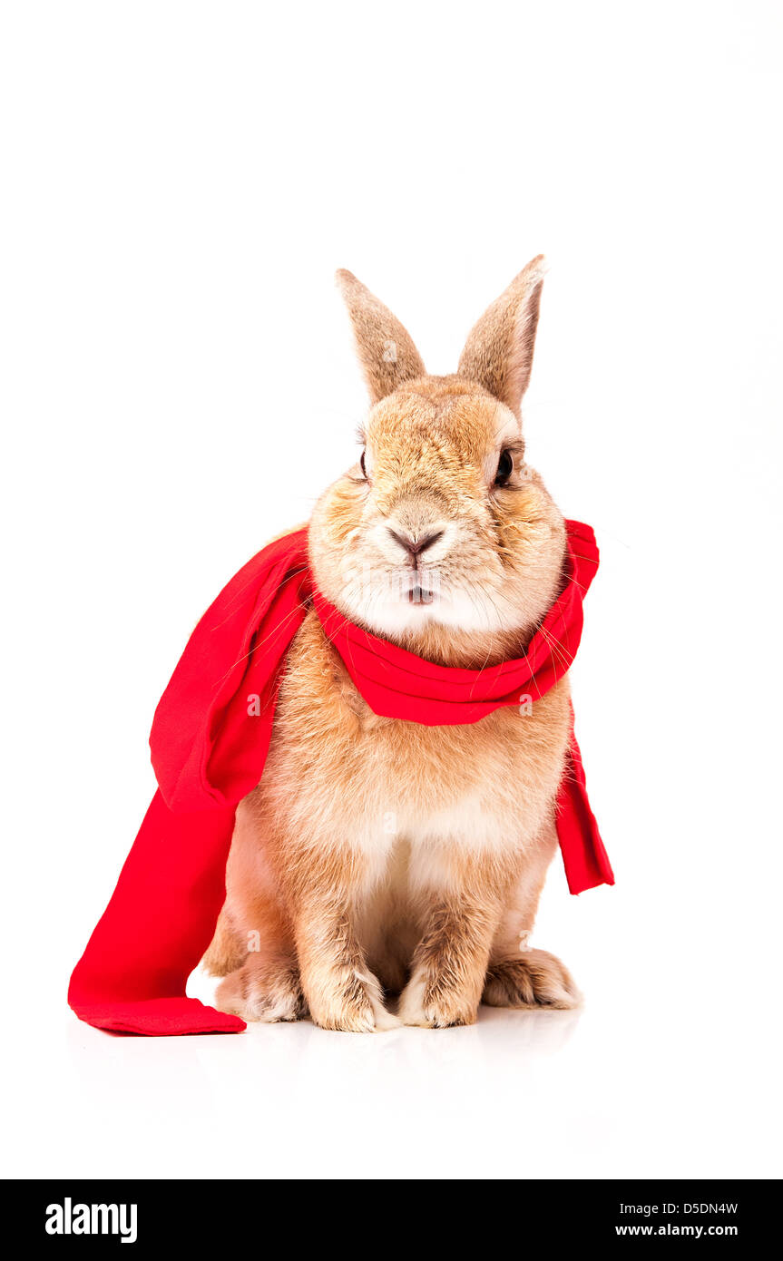funny rabbit posing on a white background Stock Photo - Alamy