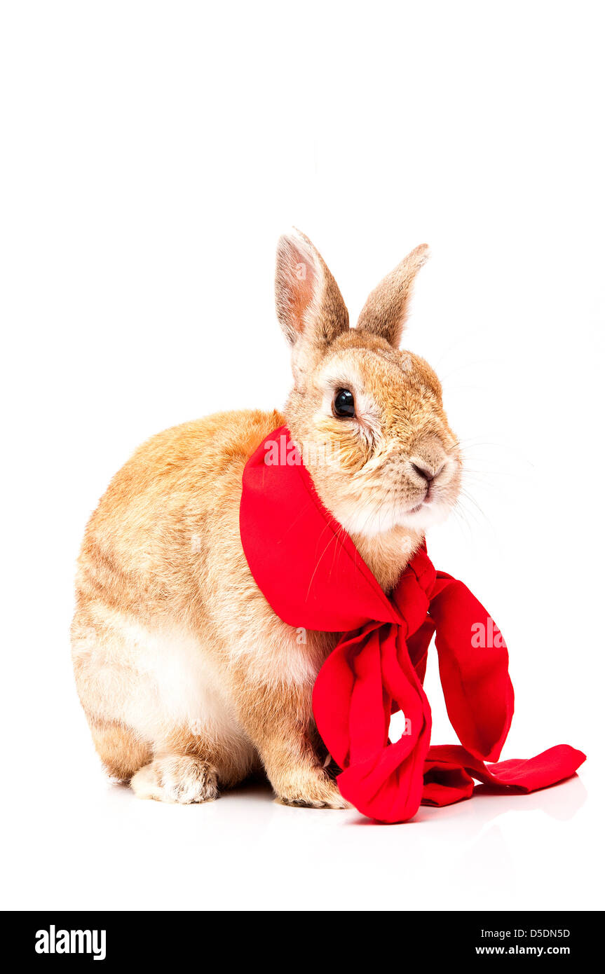 funny rabbit posing on a white background Stock Photo - Alamy