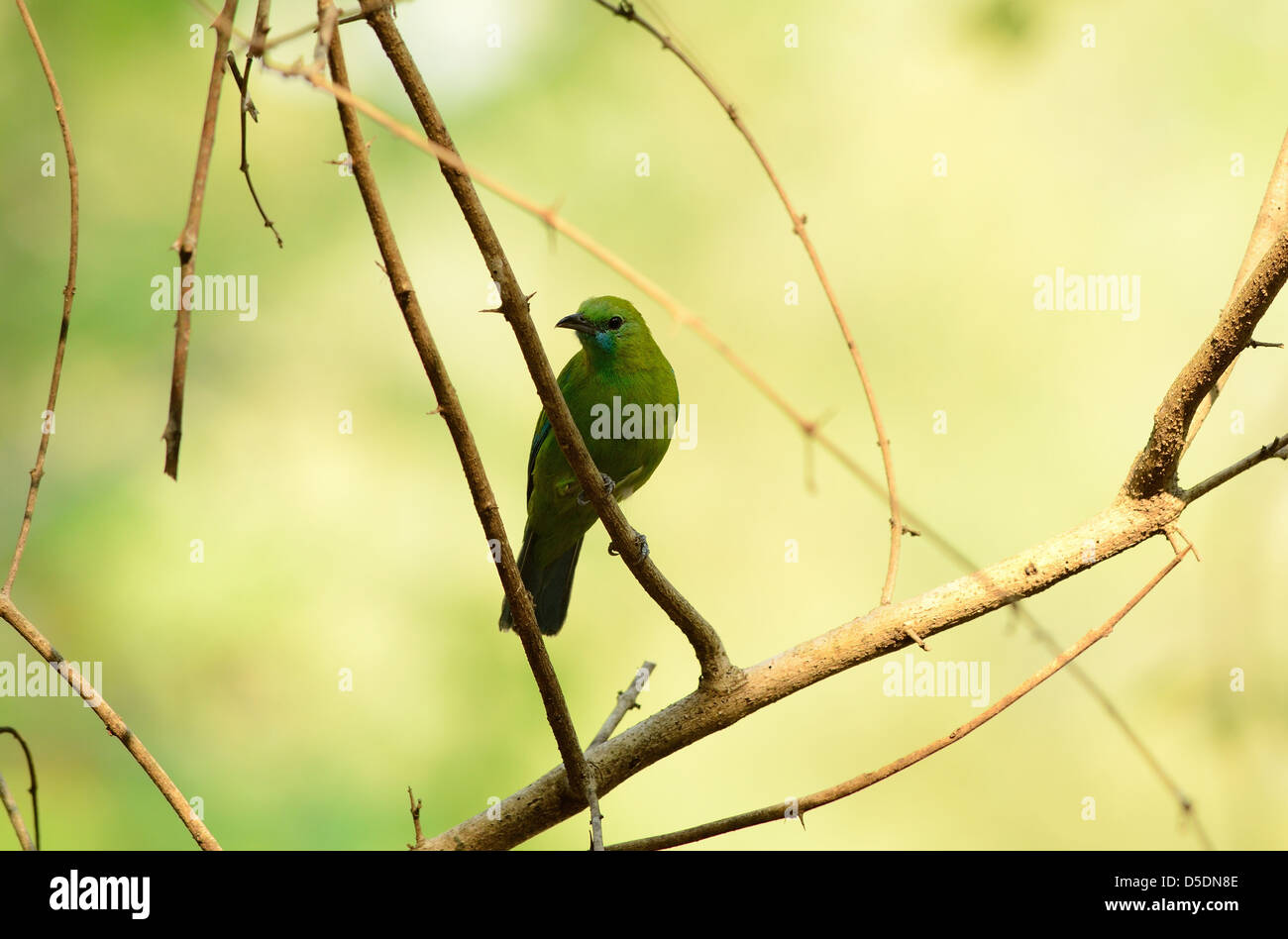 beautiful female blue-winged leafbird (Chloropsis cochinchinensis) in Thailand Stock Photo