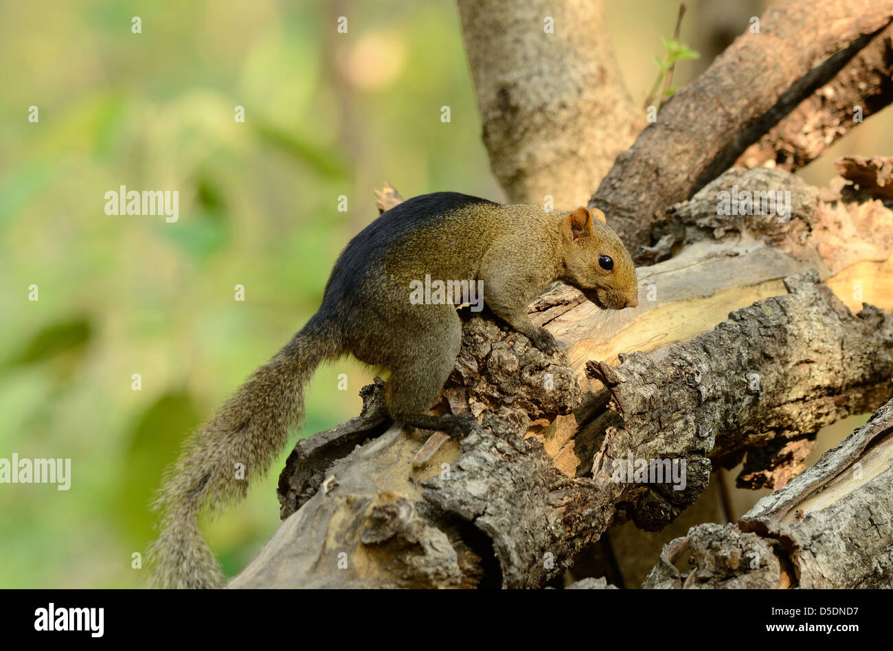 beautiful Palla's Squirrel (Callosciurus erythraeus) at Huay Kha Khaeng ...