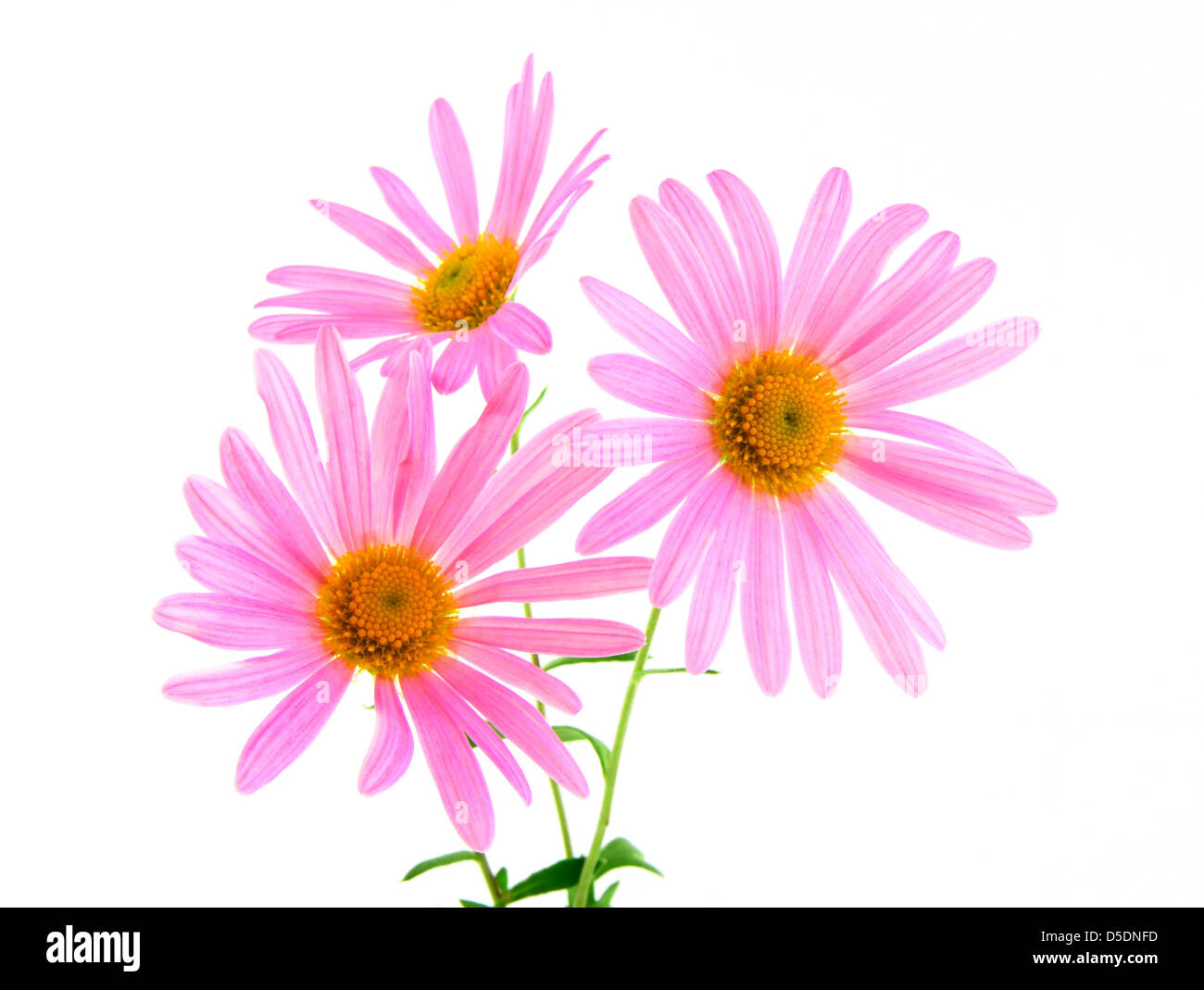 Three delicate pink gerbera daisies on white background. Stock Photo