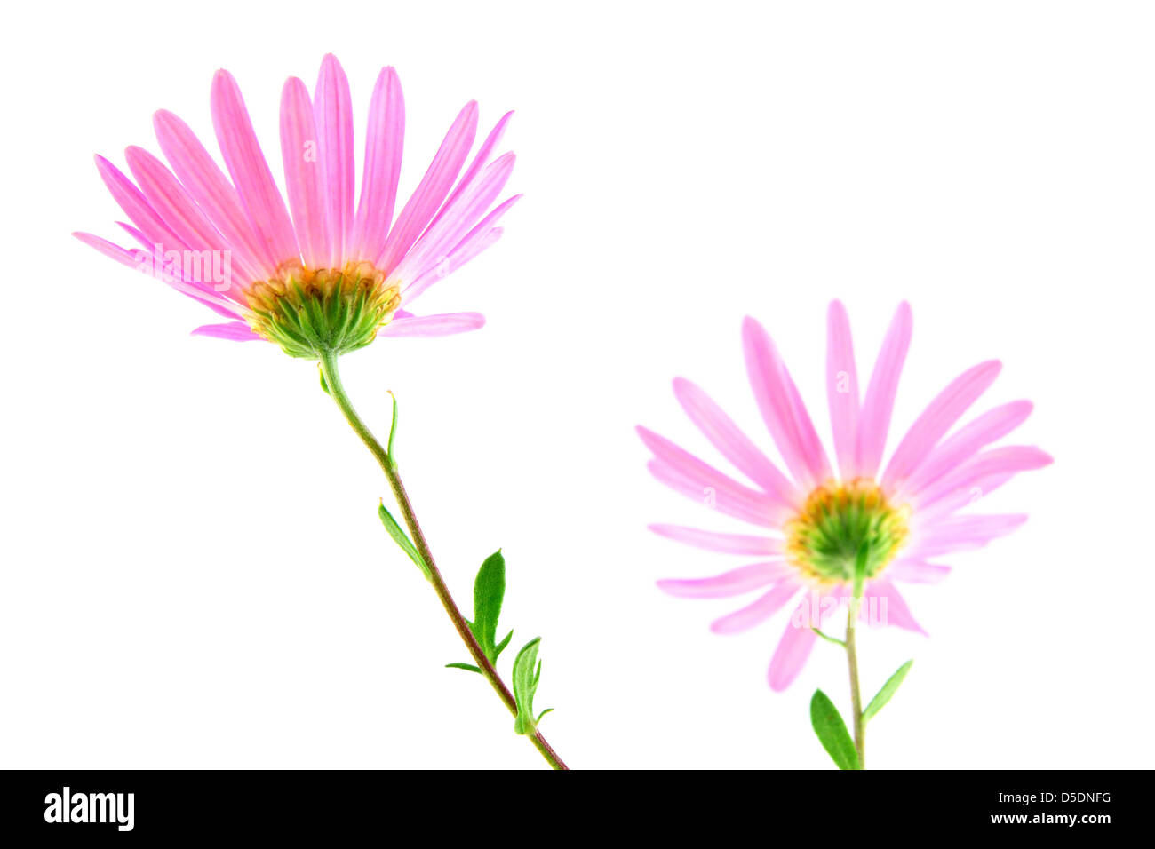 Delicate pink gerbera daisies on white background. Focus on the left flower. Stock Photo