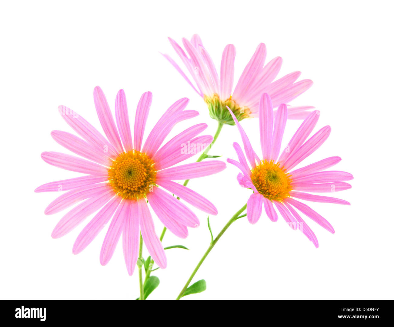 Three beautiful pink gerbera daisies on white background. Stock Photo