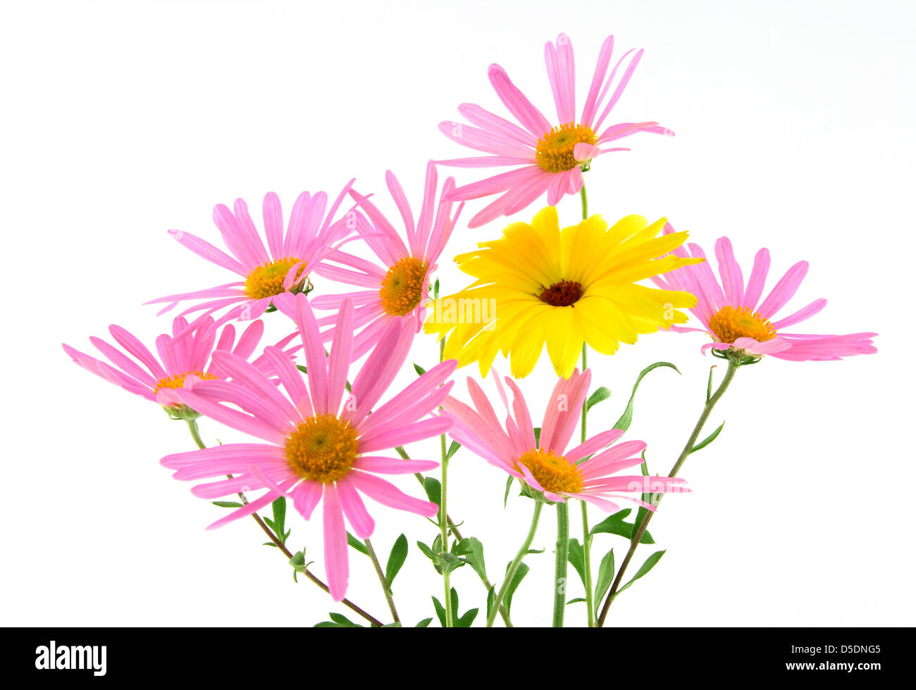 Bouquet of pink and yellow flowers on white background (gerbera daisies). Stock Photo