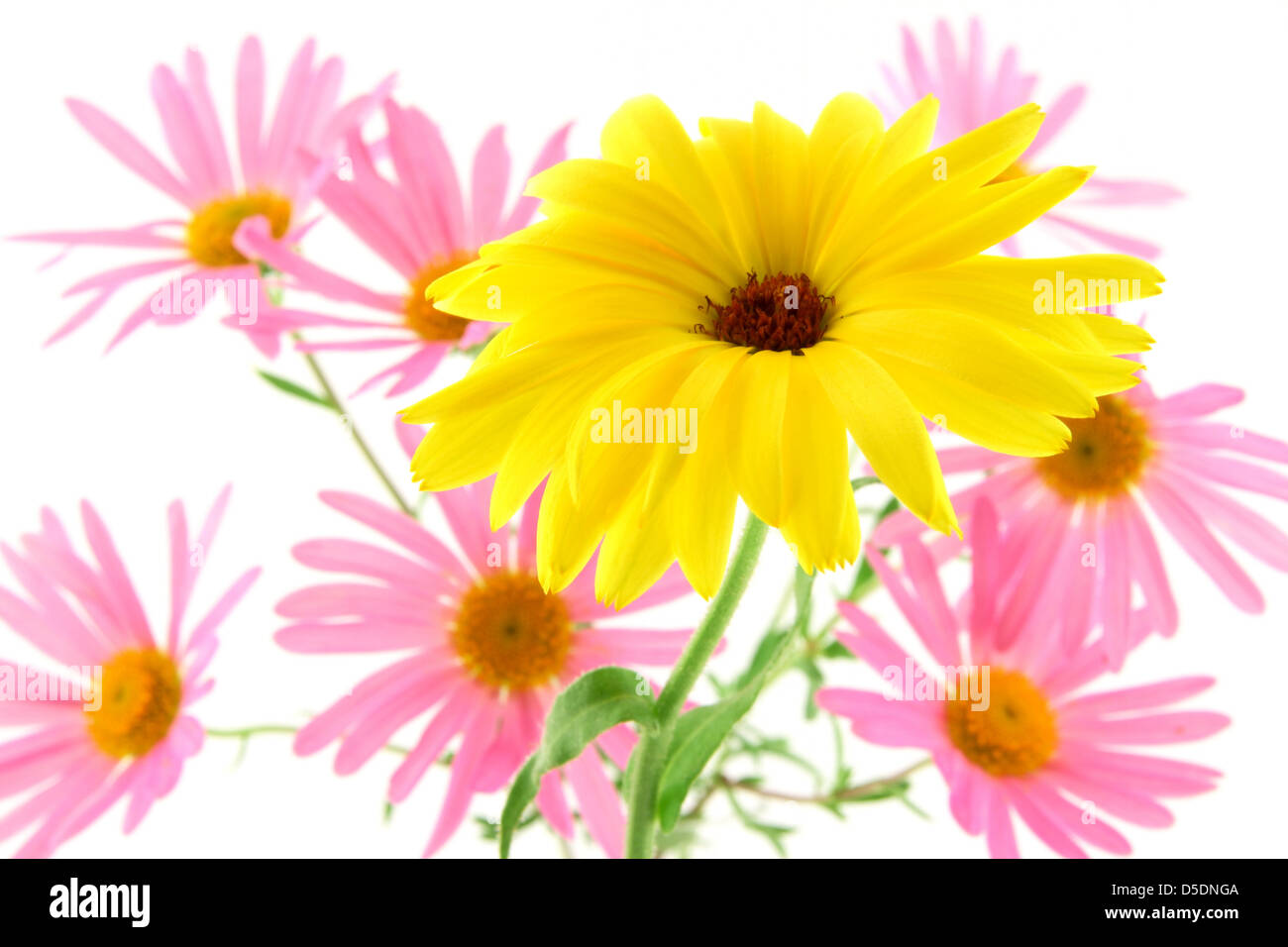 Sunny yellow flower (gerbera daisy) with pink ones in the background. Focus on yellow flower. Stock Photo