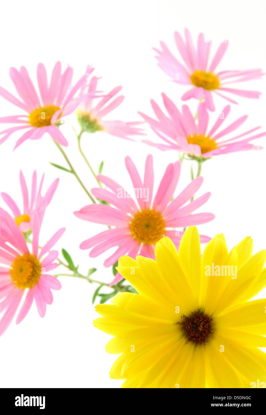 Sunny yellow gerbera daisy with pink flowers in the background. Focus on yellow flower. Stock Photo