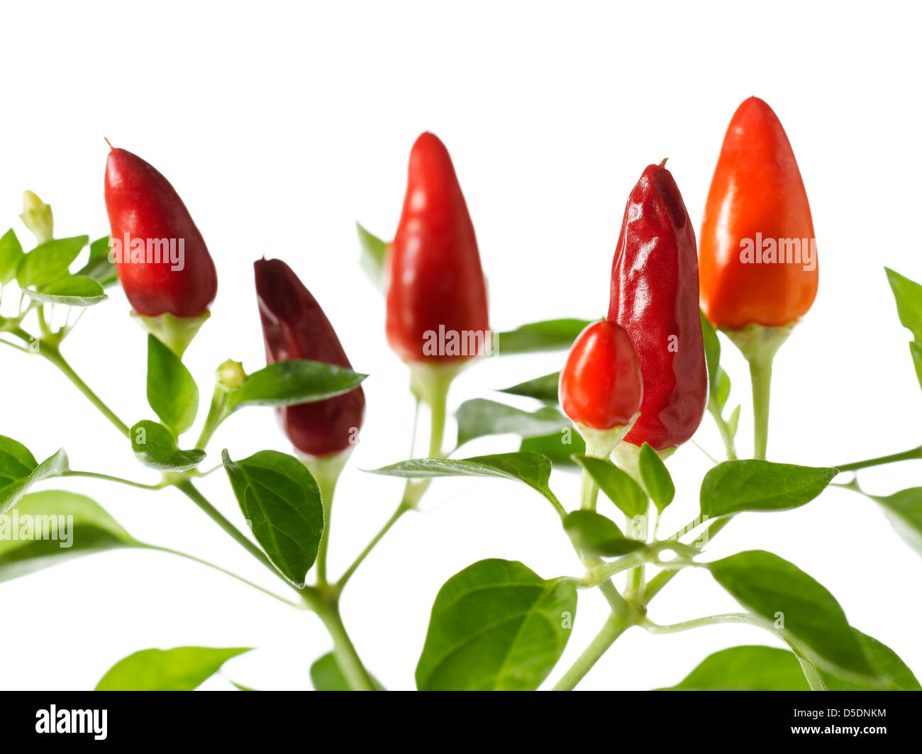 red chili pepper plant Stock Photo