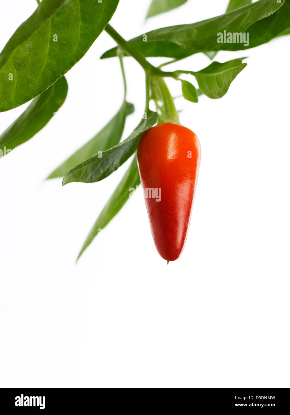 chili pepper growing on stem Stock Photo