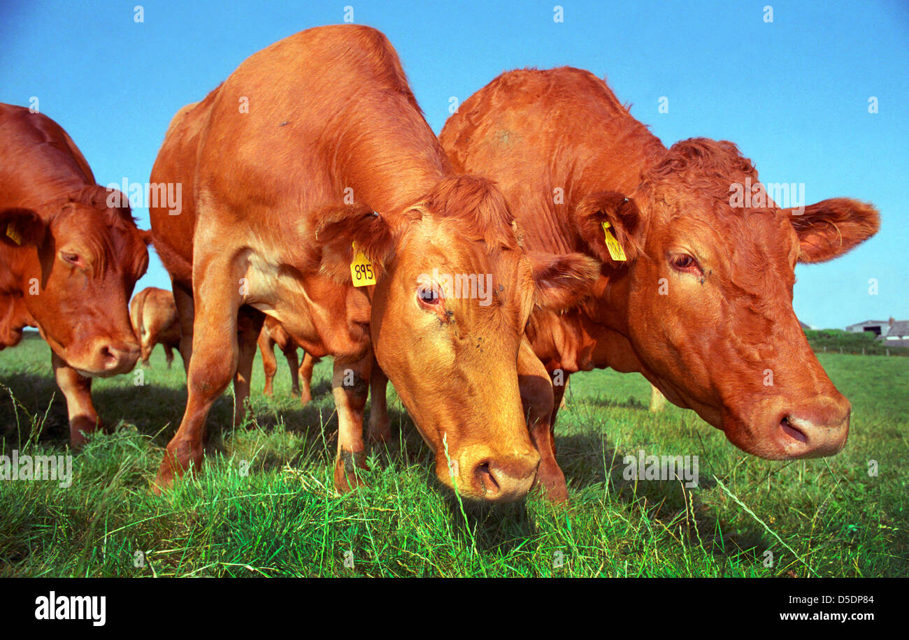 Devon red beef cattle Stock Photo Alamy