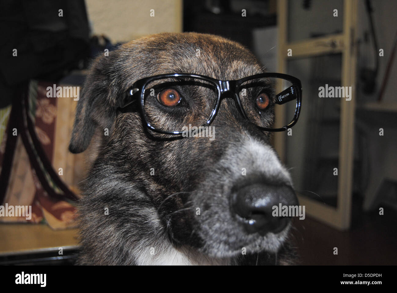 Dog wearing glasses Stock Photo Alamy