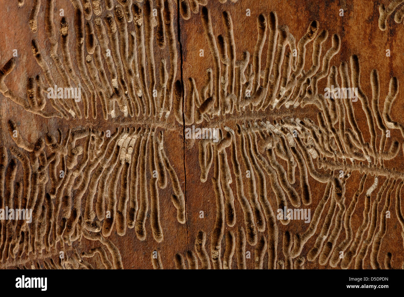 Bark beetle tracks on felled tree trunk, UK Stock Photo