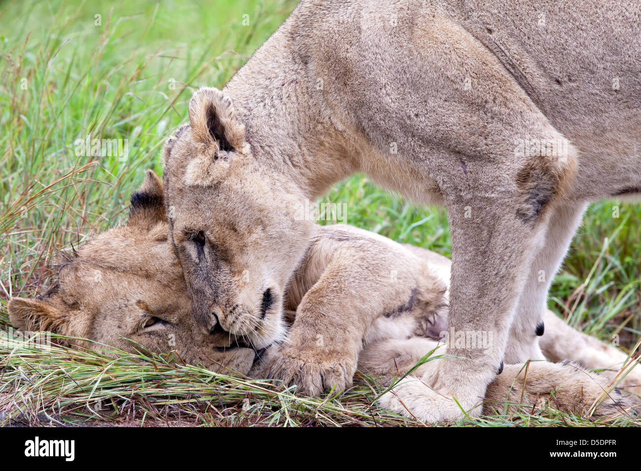 Female Lion in the bush. South Africa, Kruger's National Park Stock