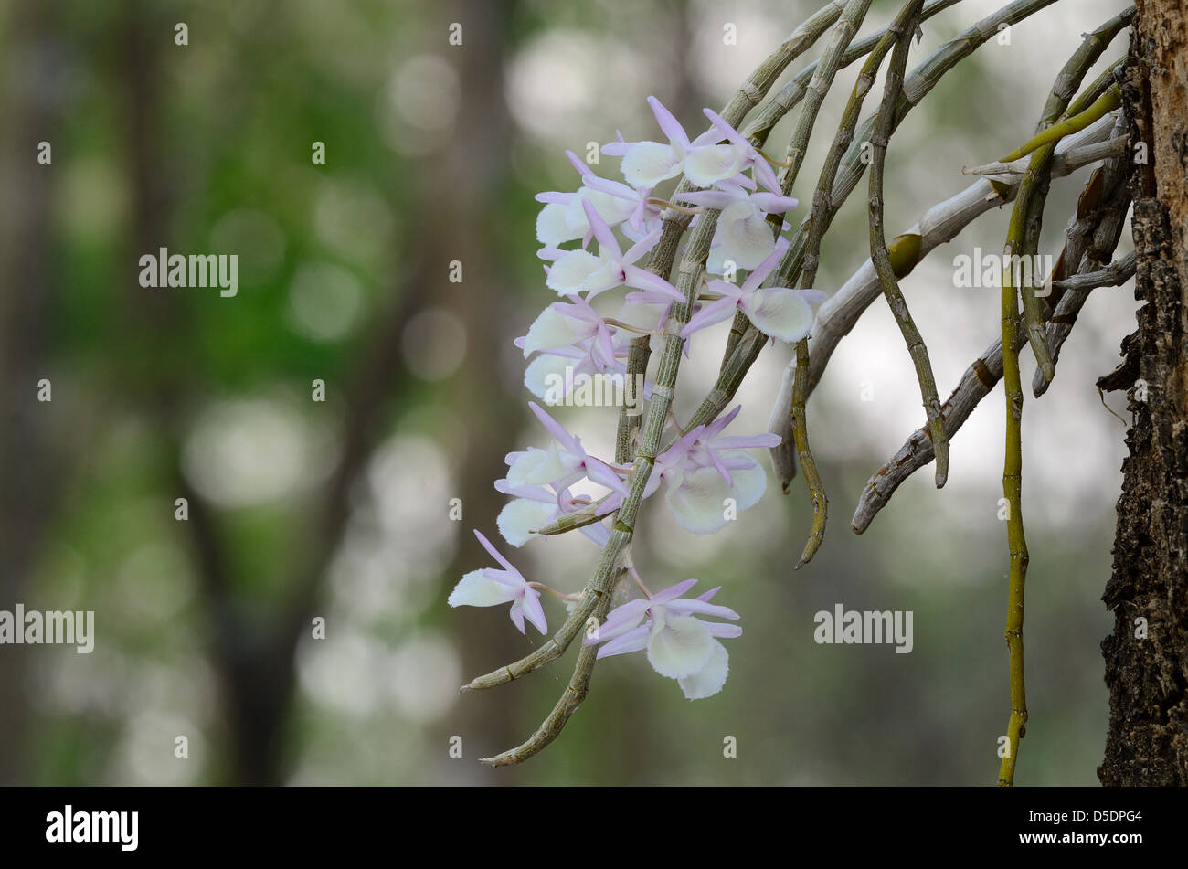 beautiful wild orchid (Dendrobium primulinum) in forest of Thailand