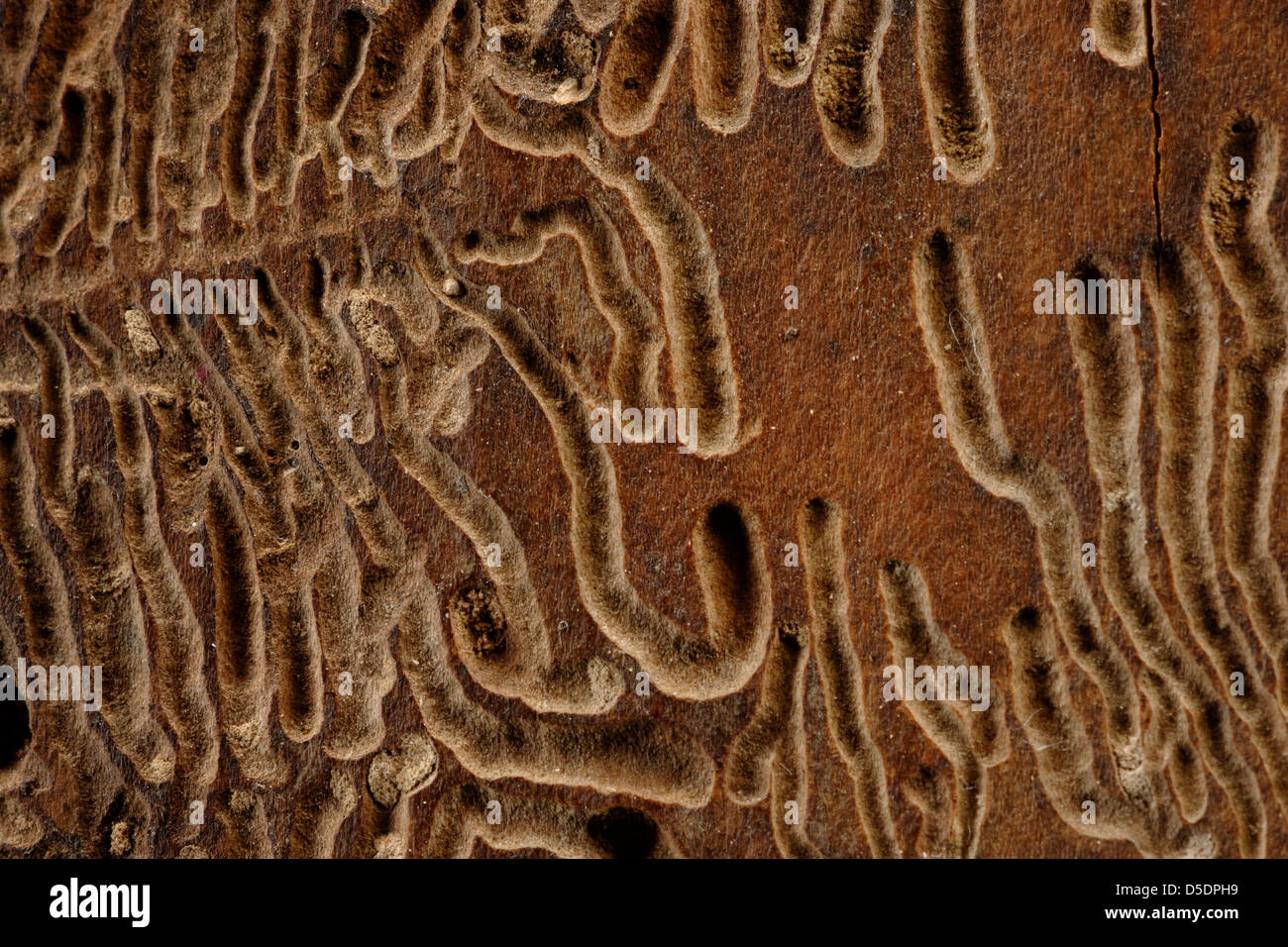 Bark beetle tracks on felled tree trunk, UK Stock Photo