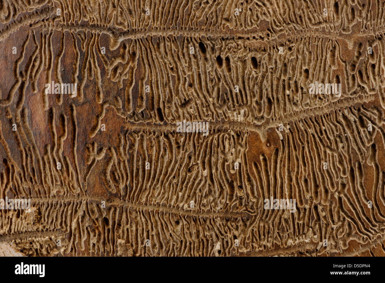 Bark beetle tracks on felled tree trunk, UK Stock Photo