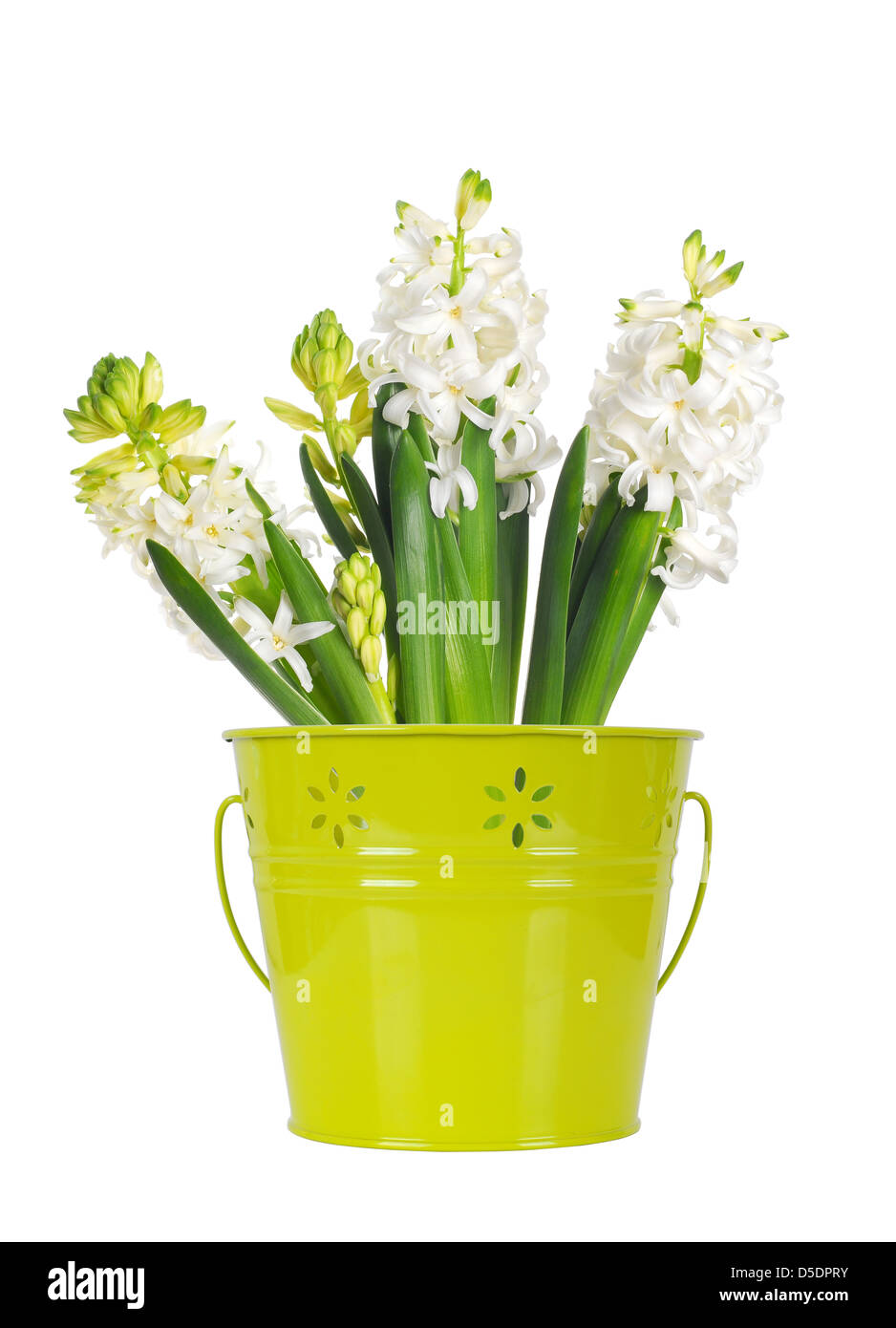 Beautiful white hyacinth flower in a green bucket, isolated on white background Stock Photo