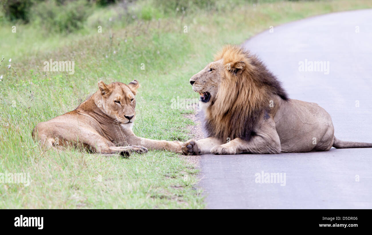 Lions In The Bush High Resolution Stock Photography and Images - Alamy