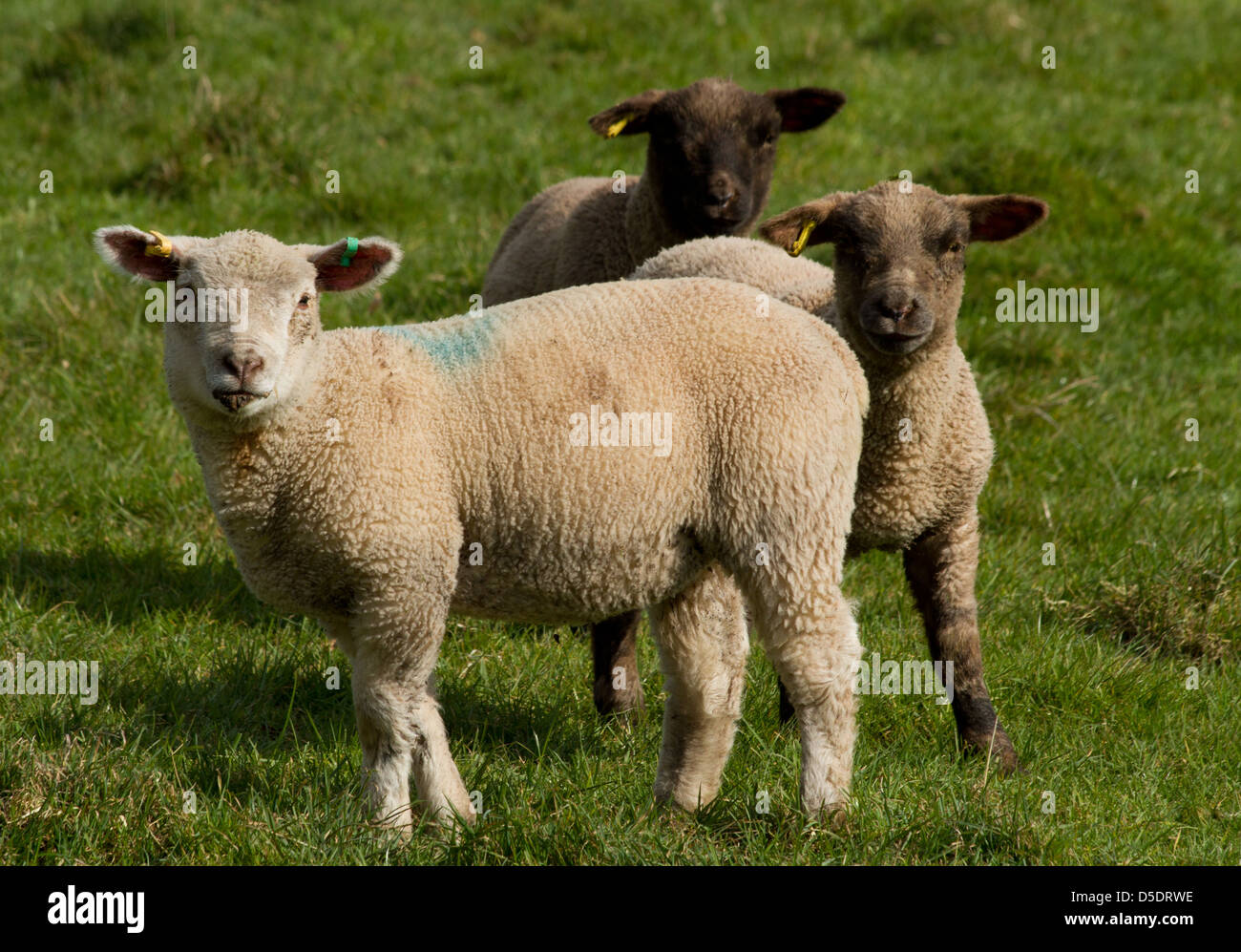 Three young lambs playing together Stock Photo