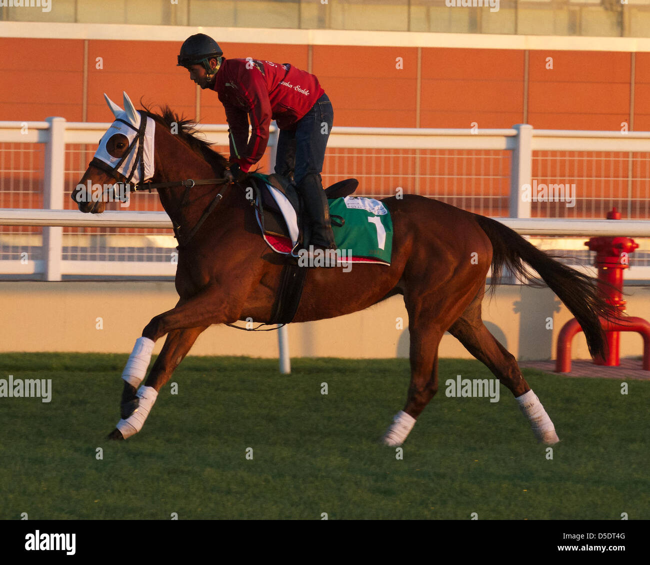 March 29, 2013 - Dubai, Dubai, U.S. - Gentildonna (JPN) works out on March 29th, 2013 at Meydan Racecourse (Credit Image: © Kate Hunter/Eclipse Sportswire/Eclipse/ZUMAPRESS.com) Stock Photo