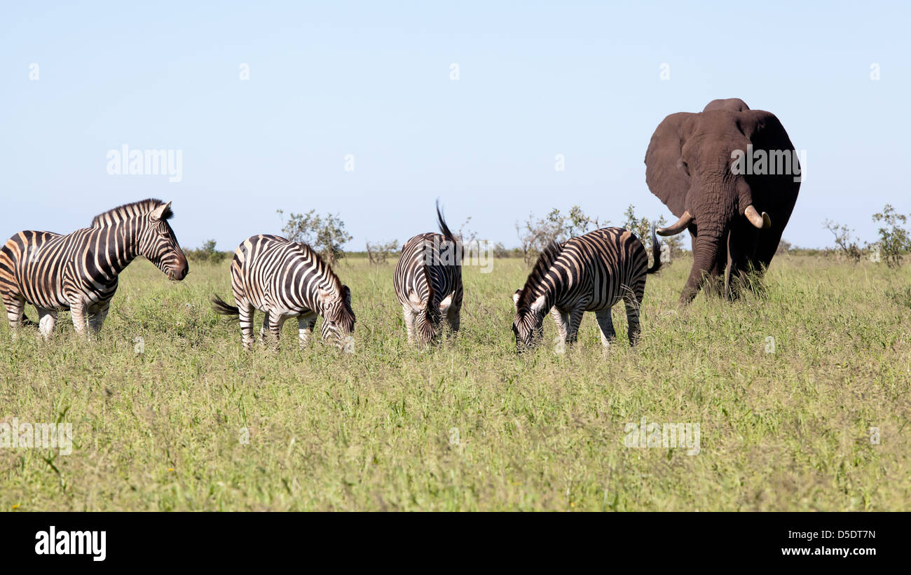 Elephant with Zebras and the birds in the bush. South Africa, Kruger's National Park. Stock Photo