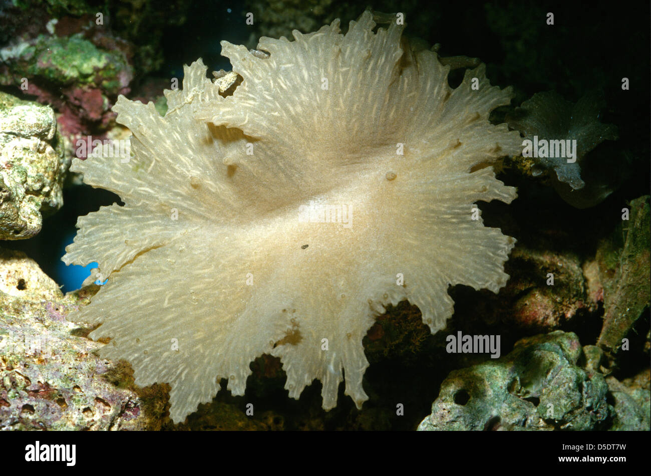 Cabbage Leather Coral Sinularia dura, Indopacific Ocean Stock Photo Alamy