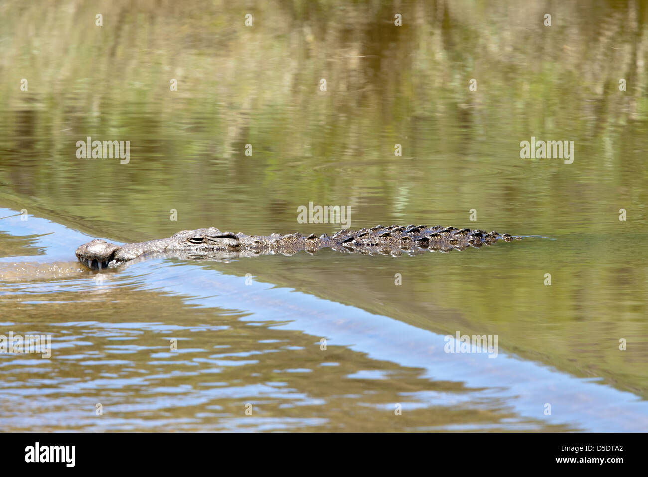 Haunting crocodile in shallow water. South Africa, Kruger's National Park. Stock Photo