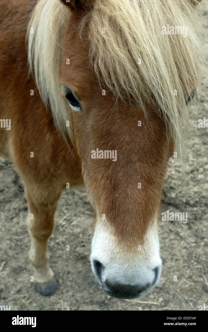 Horses head in an impertinent close-up Stock Photo
