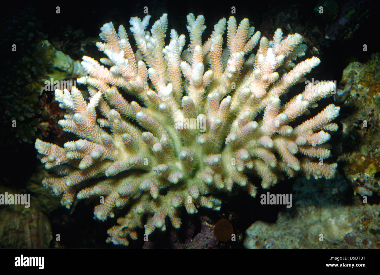 Hard coral Acropora sp., Acroporidae Stock Photo