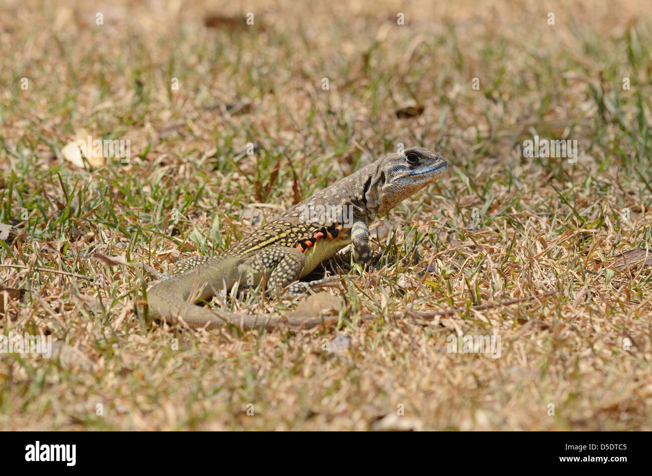 Leiolepis hires stock photography and images Alamy