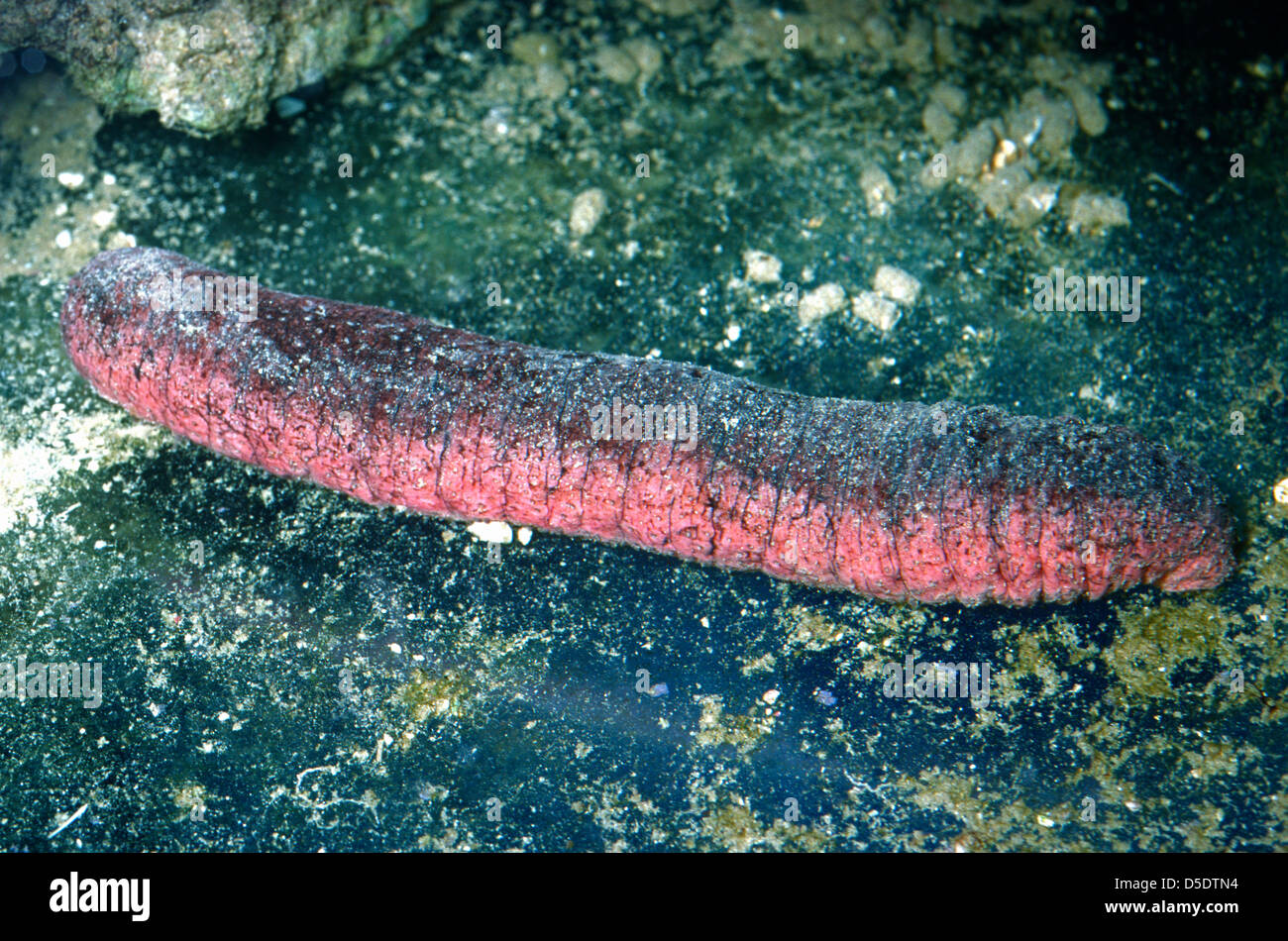 Edible sea cucumber or pink and black sea cucumber, Holoturia edulis