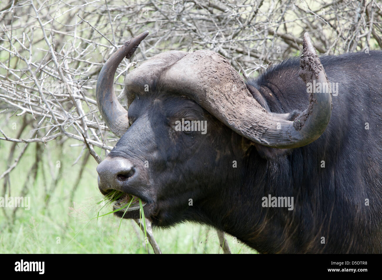 Buffalo face nature safari hi-res stock photography and images - Alamy