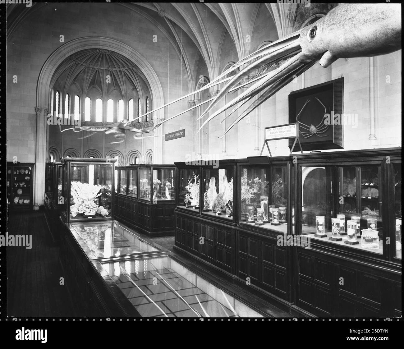 Lower Invertebrates Exhibit in West Wing, Smithsonian Institution Building Stock Photo