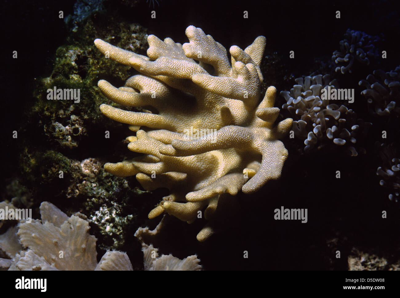 Green Finger Coral Sinularia sp.,Alcyoniidae, Indo-pacific ocean Stock Photo