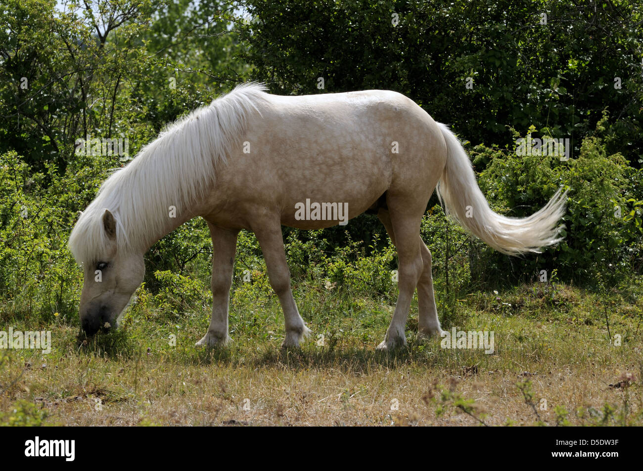Light horse feeding on a dry summer meadow Stock Photo