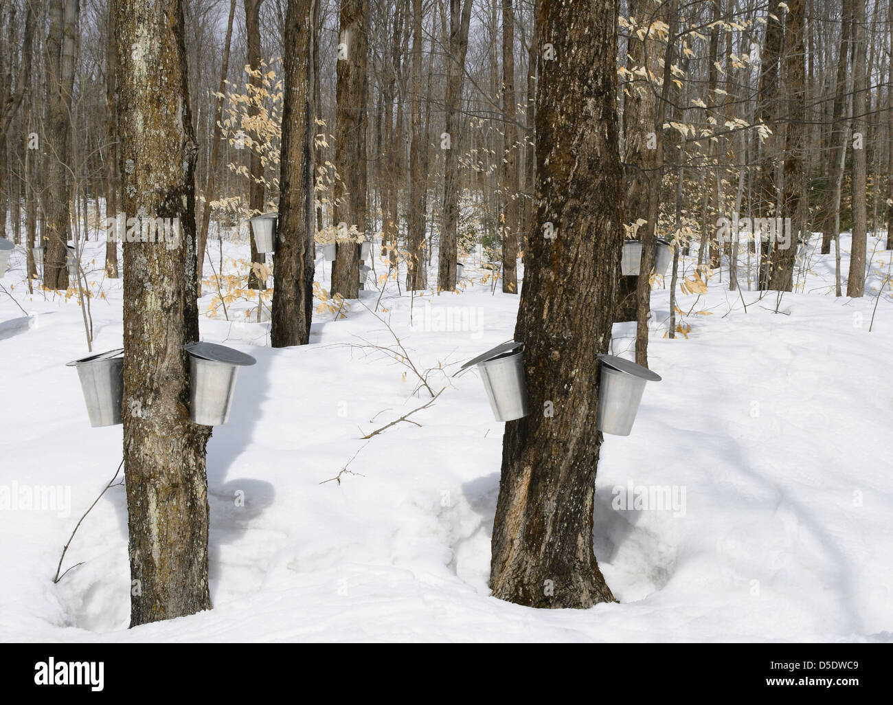 Springtime, maple syrup season. Buckets on trees for collecting maple