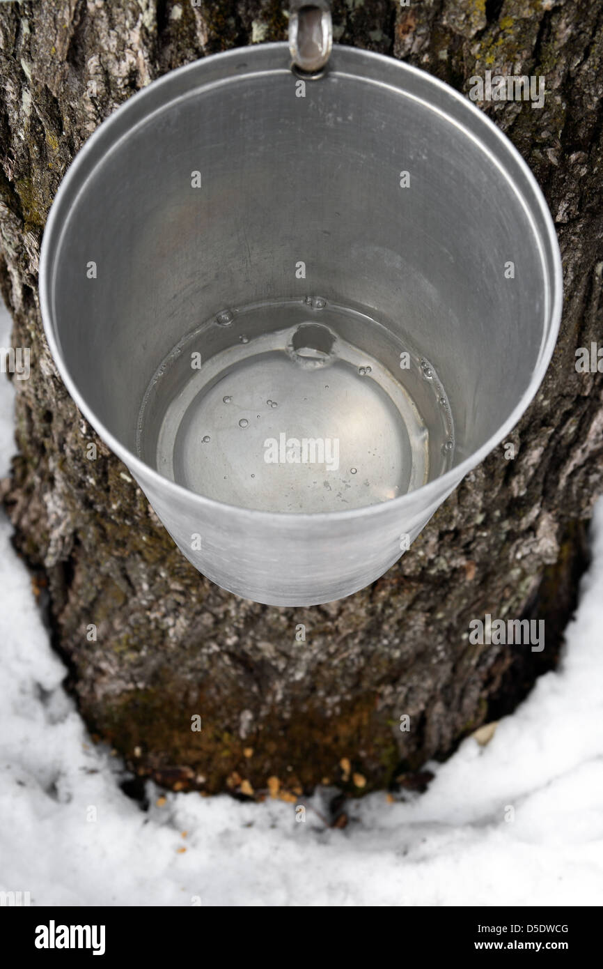 Maple tree syrup bucket hires stock photography and images Alamy