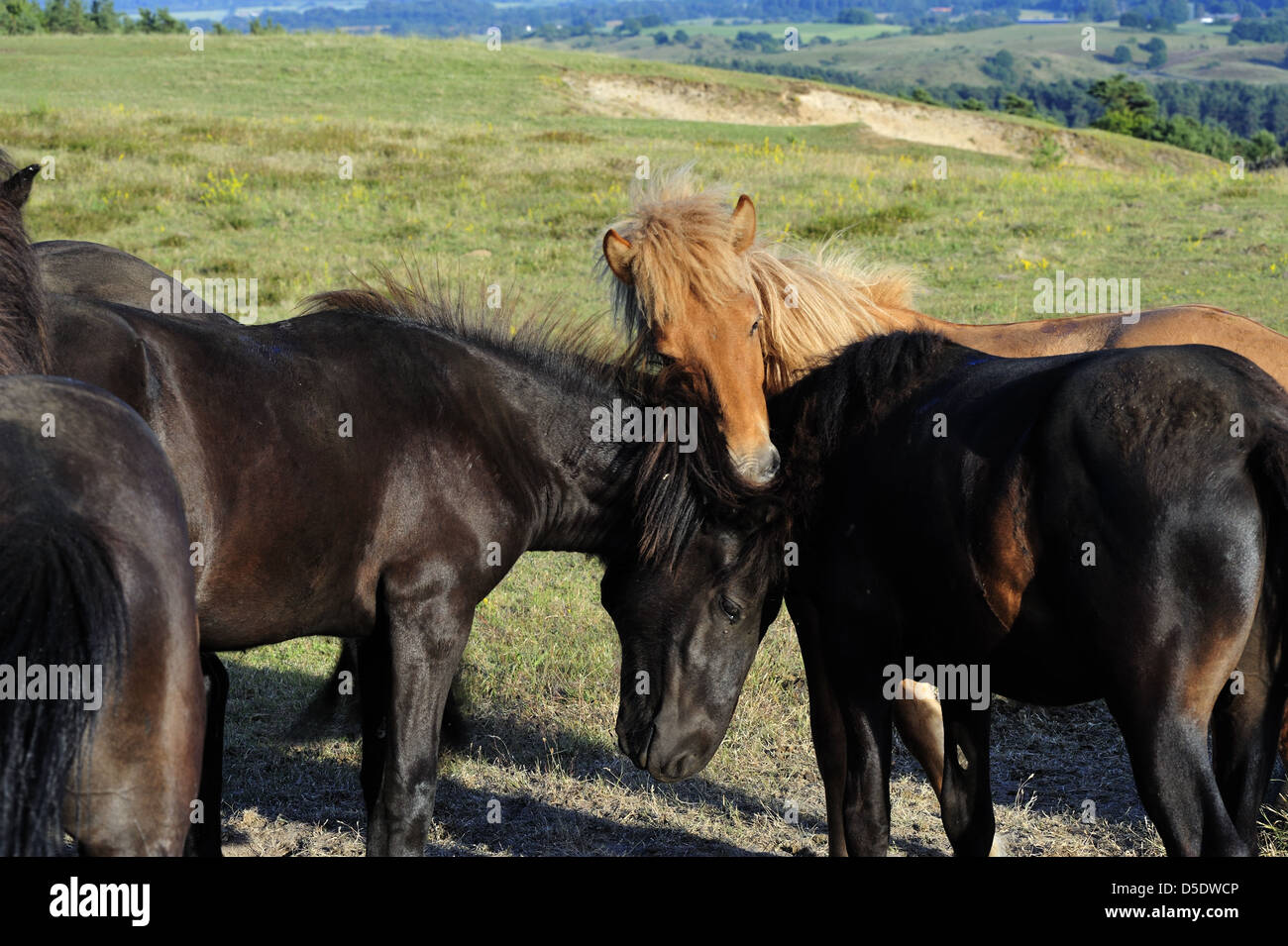 Horses on summer pasture-land itching each other with their teeth Stock Photo