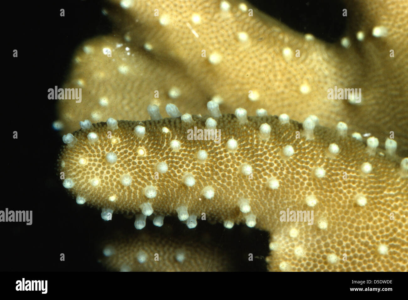 Devil's Hand Leather  Lobophytum sp., Alcyoniidae, Indo-pacific ocean Stock Photo