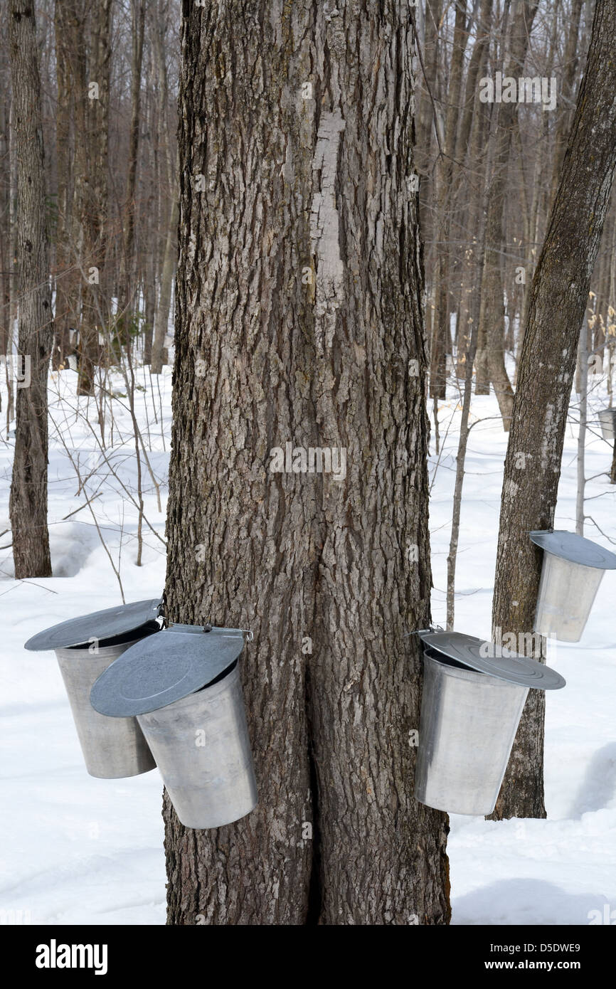Maple Tree Syrup Bucket High Resolution Stock Photography and Images