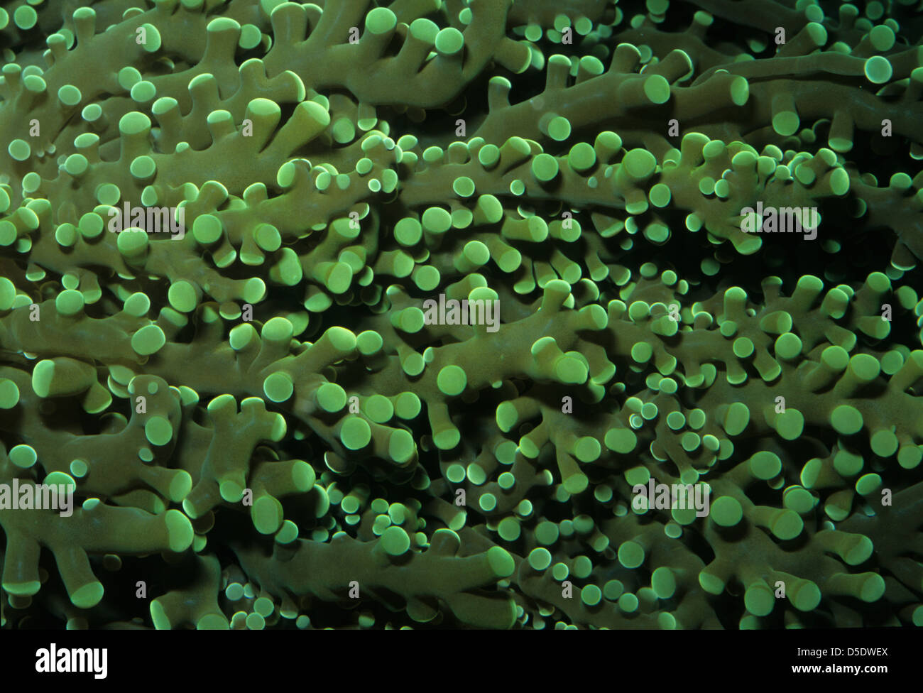 Frogspawn coral Euphyllia divisa, Caryophylliidae, indo-pacific ocean Stock Photo