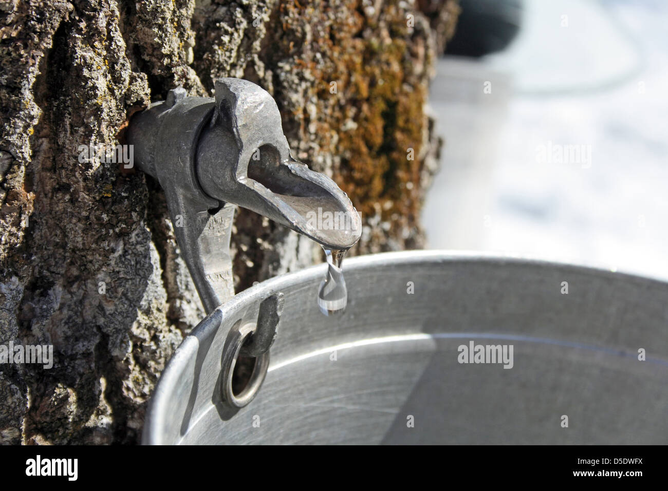 Droplet of maple sap flowing from tap on a trunk of a maple tree into a pail to produce maple syrup. Stock Photo