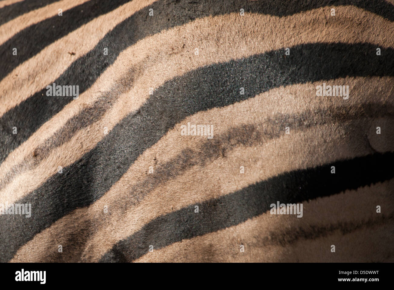 Detail of the skin of a Common , Plains or Burchell's Zebra (Equus quagga burchellii) Stock Photo