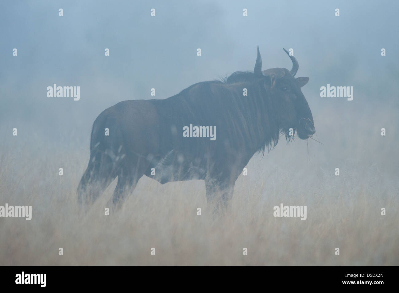 Blue Wildebeest in the mist (Connochaetes taurinus) Stock Photo