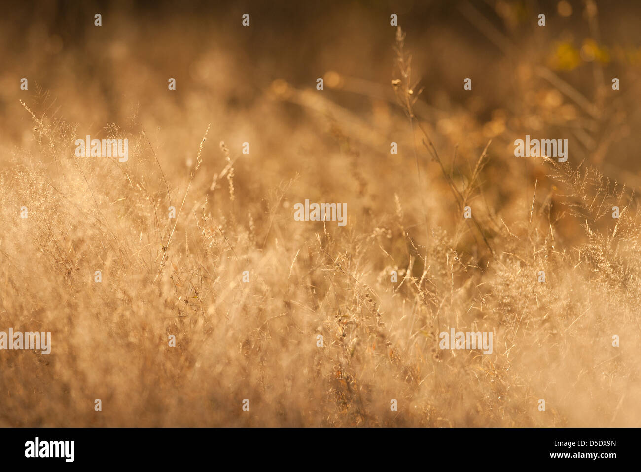 Image of wild grass hi-res stock photography and images - Alamy