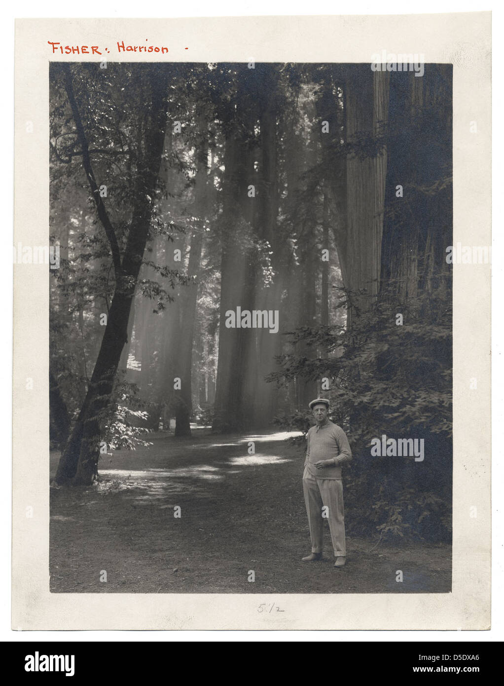 A black and white photograph by Harrison Fisher, showing a man walking along a sun-dappled trail. This image, part of the Smithsonian Institution's archives, captures a moment in nature from 1910. Stock Photo